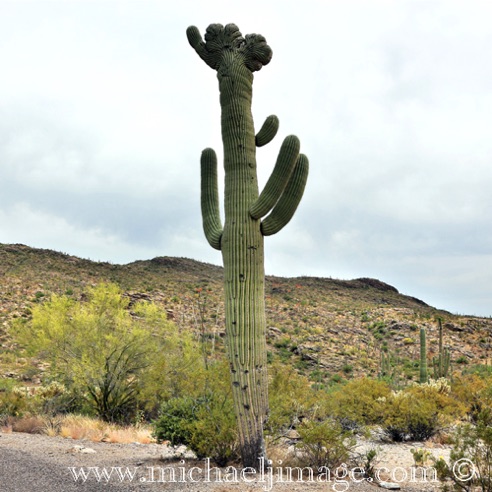 Saguaro National Forest East - Tucson, AZ.